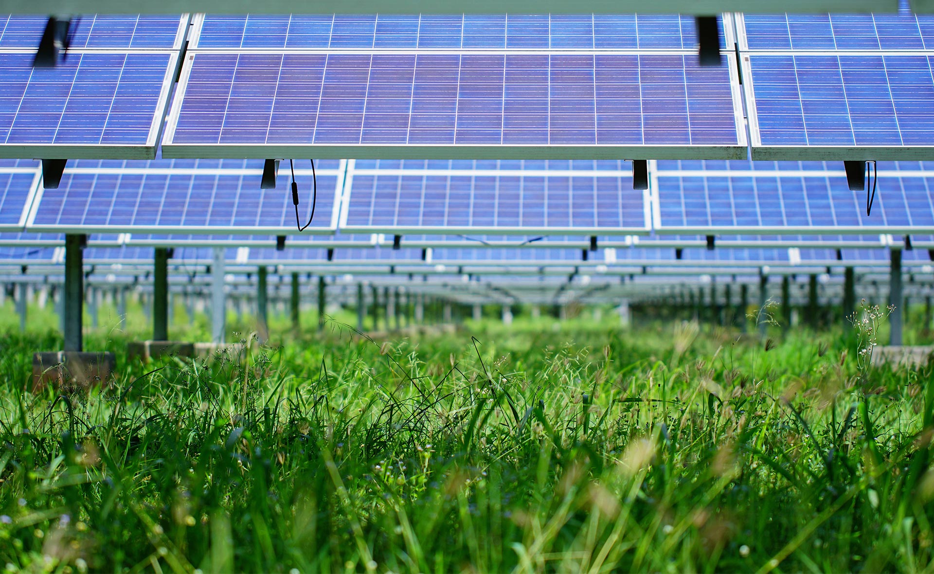 Cosechar bajo paneles solares: los cultivos agrovoltaicos empiezan a ver la luz